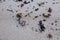 Kavarna, Bulgaria - September 2016: Brown and black, opened and closed seashells washed onto the beach by the sea