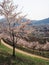 Kawaguchigo cherry blossom