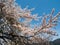 Kawaguchigo cherry blossom