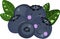 Kawaii cute ripe blueberries with green leaves on white background
