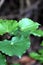 Kawakawa (Piper excelsum)