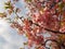 Kawazu Cherry Blossom - Image