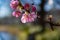 Kawazu cherry blossoms behind blue sky sunny day close up