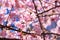 Kawazu cherry blossoms behind blue sky sunny day close up