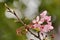 Kawazu cherry blossomsPrunus lannesiana cv. Kawazu-zakura