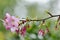 Kawazu cherry blossomsPrunus lannesiana cv. Kawazu-zakura