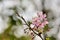 Kawazu cherry blossomsPrunus lannesiana cv. Kawazu-zakura