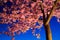 Kawazu cherry tree at night