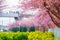 Kawazu cherry tree and rape of Miurakaigan