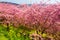 Kawazu cherry trees with rapeseed field