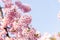 Kawazu Sakura Cherry Blossom