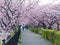 Kawazu Sakura Cherry Blossoms