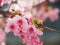 Kawazu Sakura Cherry Blossoms