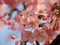 Kawazu Sakura Trees in Bloom