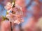 Kawazu Sakura Trees in Bloom