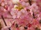 Kawazu Sakura Trees in Bloom