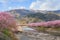 Kawazu-zakura cherry blossoms at Kawazu riverside