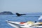 Kayak and humpback whale