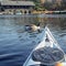 Kayak surfer meeting a duck