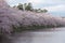 A kayaker paddles on a moat as Japanese cherry blossoms are in full bloom, Japan