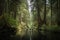 kayaker paddling through a serene forest, with tall trees towering overhead