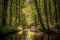 kayaker paddling through sunlit forest, with towering trees visible in the background