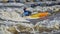 Kayaker surfing wave in Poudre River Whitewater Park