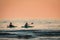 Kayakers on Lake Michigan at sunset