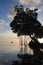 Kayaking amidst the mangroves of Key Biscayne, Florida.