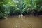 Kayaking at Klong Sung Nae, Thailand\'s Little Amazon.