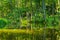 Kayaking by wild river in poland (Omulew river)