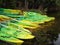 Kayaks and canoes on the river bank.