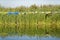 Kayaks on pier in reeds in Danube delta