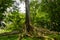 Kayu Raja or The King Tree from asia with big root and one of the biggest tree in the world photo taken in Kebun Raya