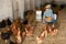 Kazakh woman feeds laying hens