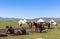 Kazakh yurt camp in Meadow of Xinjiang, China