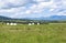 Kazakh yurt camp in Meadow of Xinjiang, China