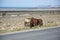 Kazakhstan Aktau wild horses on endless veld