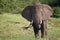 Kazinga Channel Uganda - Elephant