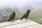 Kea, alpine parrots. New Zealand wildlife.