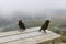 Kea, alpine parrots. New Zealand wildlife.