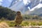 Kea bird in alpine forest south land new zealand
