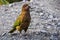 Kea bird in the Milford Road, New Zealand