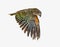 Kea Bird, Nestor notabilis, or Alpine parrot, flying, isolated