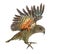 Kea Bird, Nestor notabilis, or Alpine parrot, flying, isolated