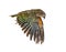 Kea Bird, Nestor notabilis, or Alpine parrot, flying, isolated