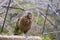 Kea Bird (Nestor notabilis), New Zealand