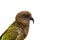 Kea bird (New Zealand Alpine Parrot) on white blackground