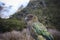Kea bird new zealand natural wild