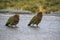 Kea bird in new zealand natural wild